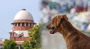 स्ट्रीट डॉग्स मामले पर सुप्रीम कोर्ट सख्त: सुरक्षा और जिम्मेदारी दोनों पर दिया जोर  Janta24x7news