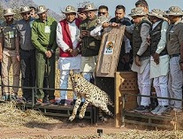 Kuno National Park Update: दो और चीते छोड़े जाएंगे, वन्यजीव संरक्षण अभियान तेज Janta24x7news